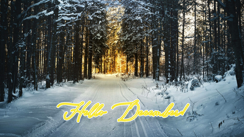 Winter forest sunrise with golden light on snow-covered path and frosty trees in December Wallpaper