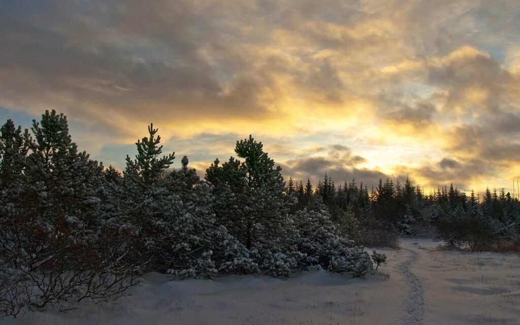 Winter scene with snow-covered fir trees and a golden blue evening sky background wallpaper