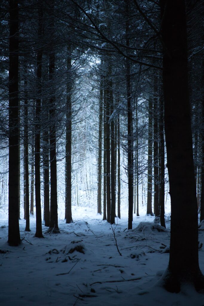 Winter forest wallpaper with tall trees snow-covered ground and soft natural light filtering through