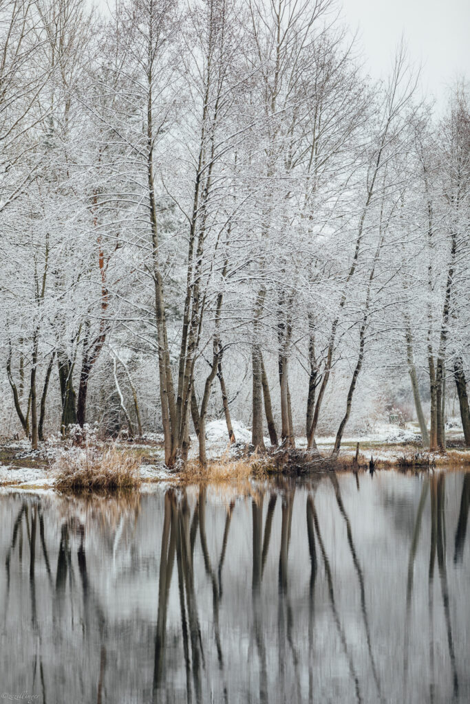 Winter lake with snow-covered trees reflecting in calm water peaceful cold season wallpaper