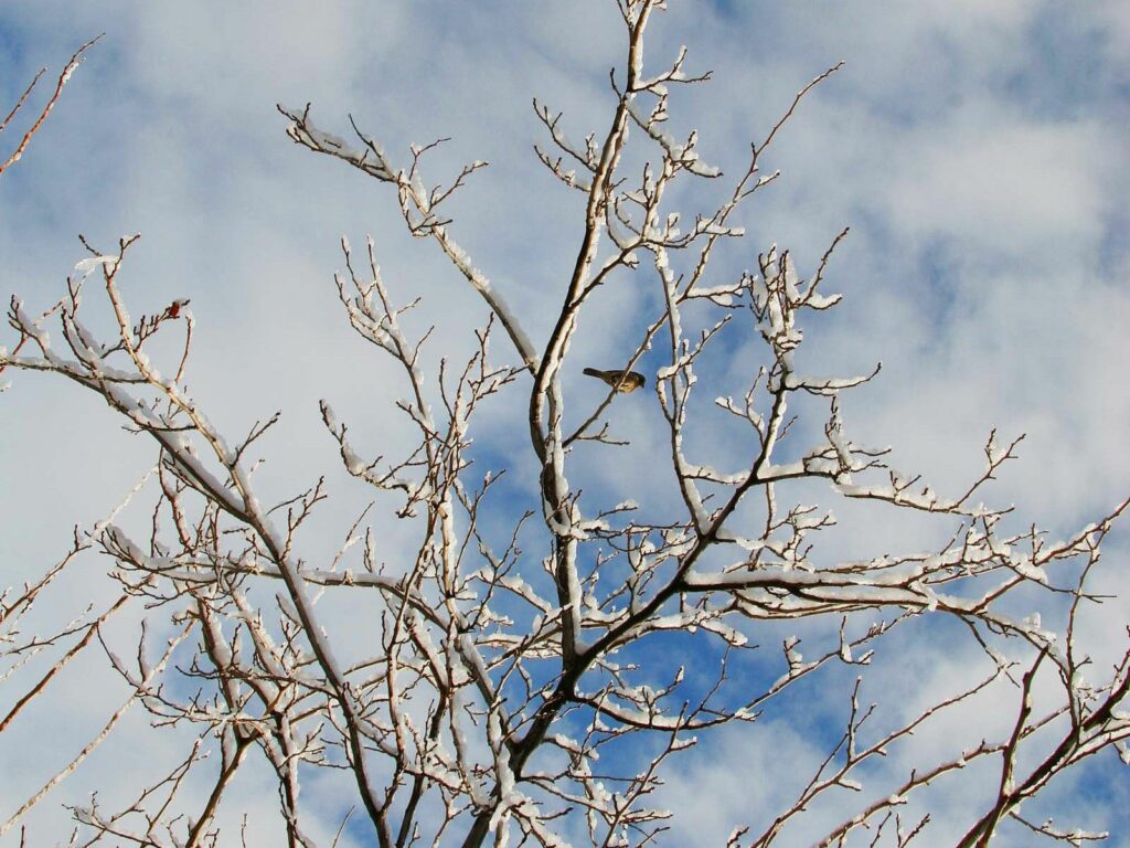 Winter branches with fresh snow and a small bird against soft blue sky wallpaper background