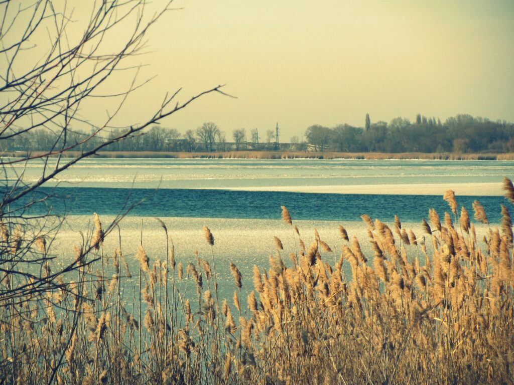 Tranquil winter river with icy surface golden reeds bare branches soft sunlight natural landscape Wallpaper