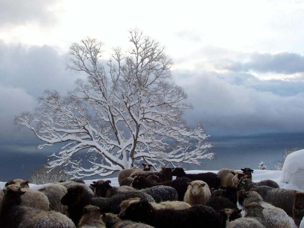 Herd of sheep in snowy field with large snow-covered tree under soft blue winter sky wallpaper background