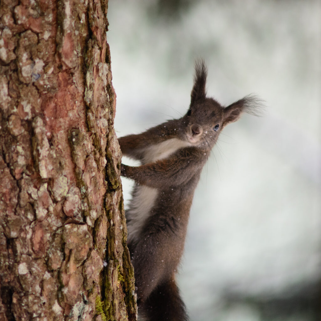 Winter Wonderland: Squirrel on Tree Bark with Snowy Background Wallpaper