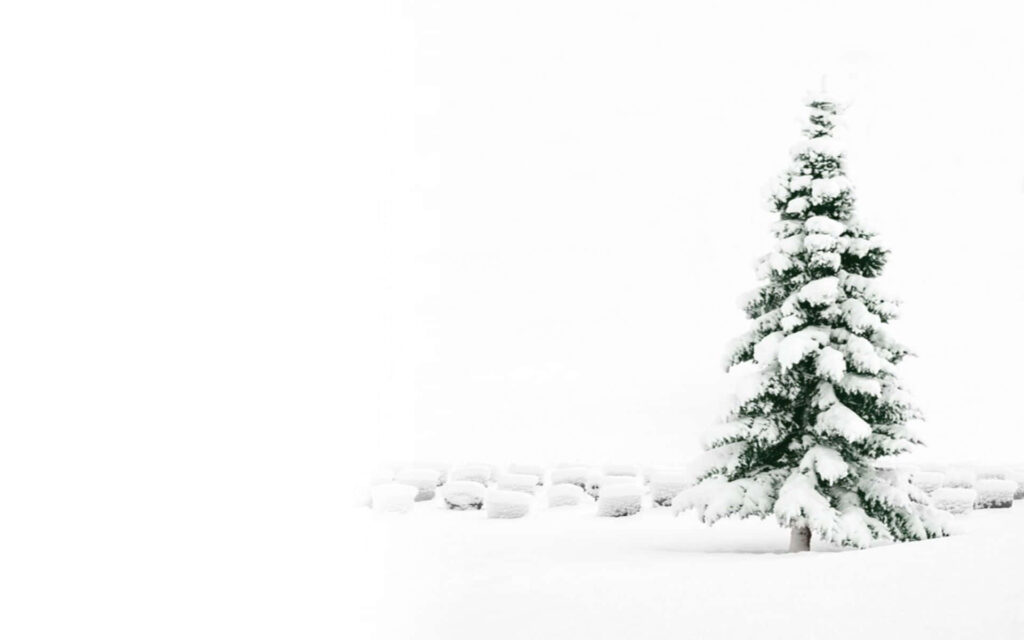 Peaceful Winter Landscape: Snow-Covered Evergreen Tree in White Wallpaper