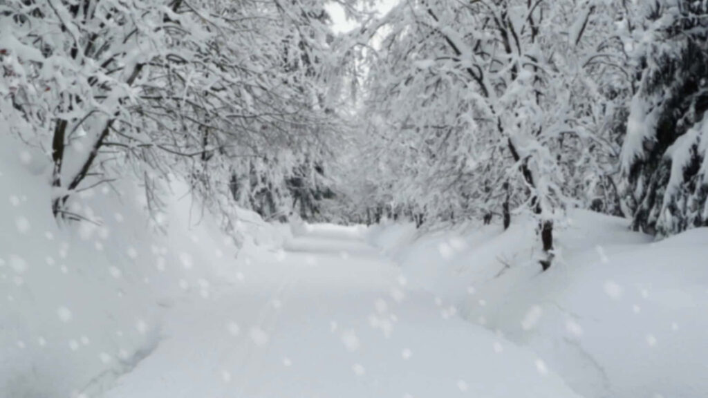 Serene Winter Wonderland Wallpaper: Snow-Covered Path in Forest