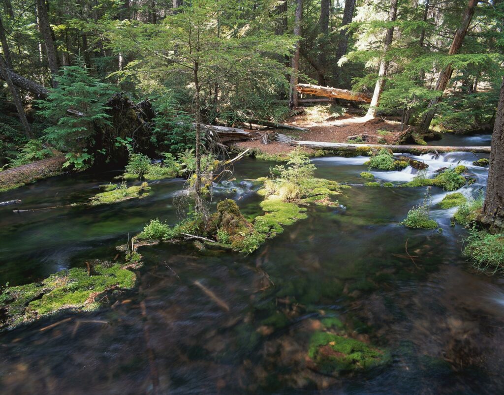 Tranquil woodland river with mossy rocks lush green trees and sunlight filtering through canopy Wallpaper