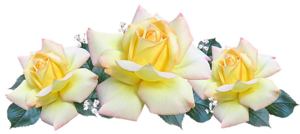 Tranquil Yellow Roses with Pink Edges on Transparent Background Wallpaper