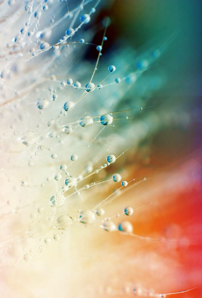 Dazzling Dew Drops: A Captivating Splash of Colors on a Stunning Background Wallpaper