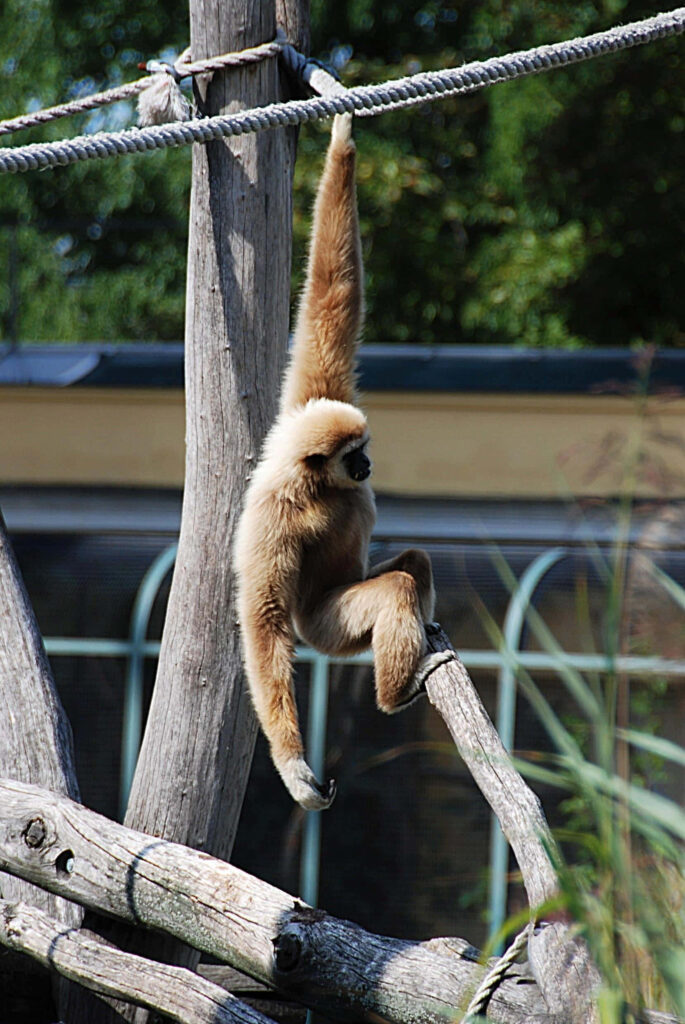 Gibbon Swinging on Rope Background Wallpaper