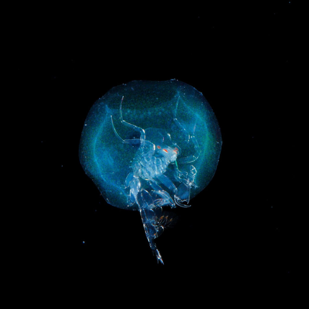 Close-up of translucent amphipod undersea creature on black background wallpaper background