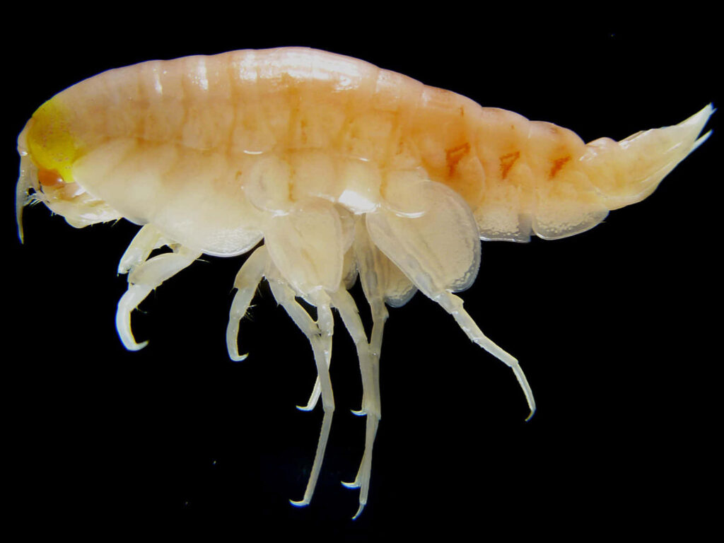 Close-up of translucent amphipod with intricate limbs on black background detailed wallpaper