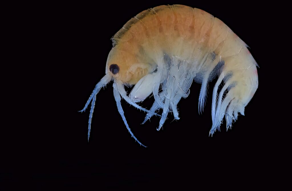 Close-up of translucent amphipod with delicate limbs on black background scientific wallpaper