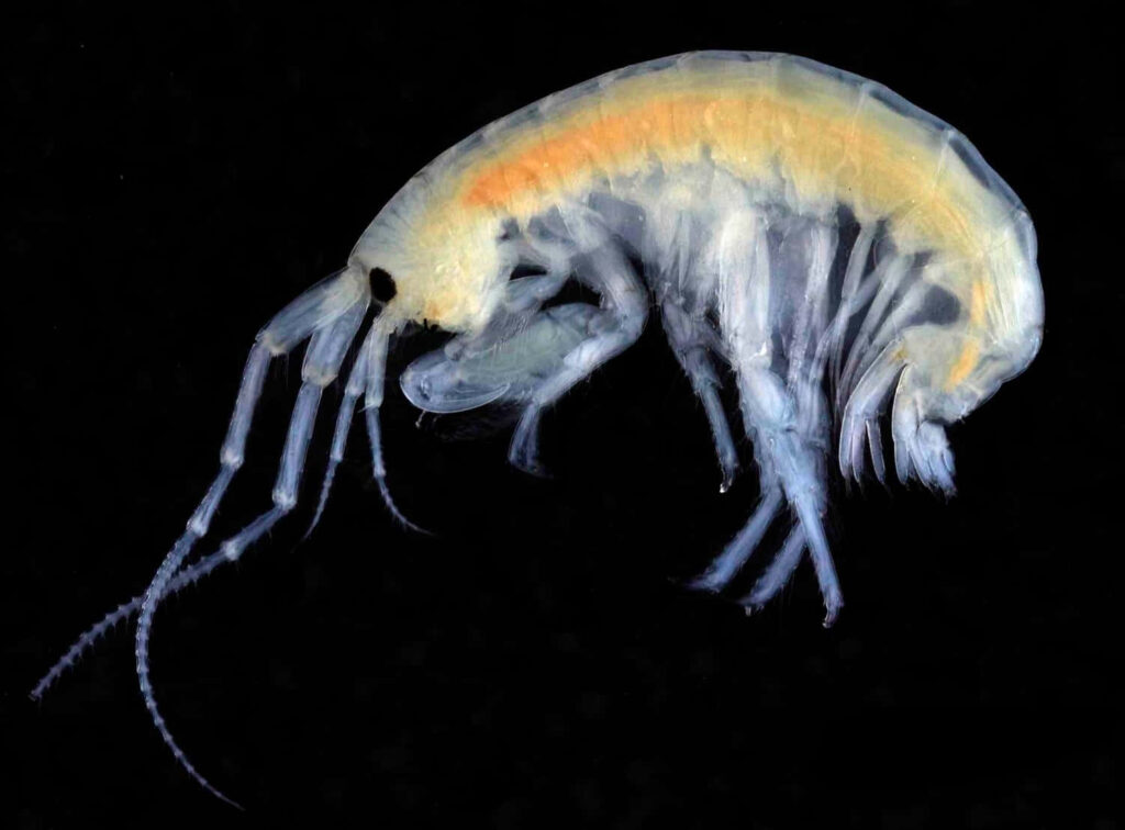 Translucent amphipod detailed on black background showing delicate body structure wallpaper