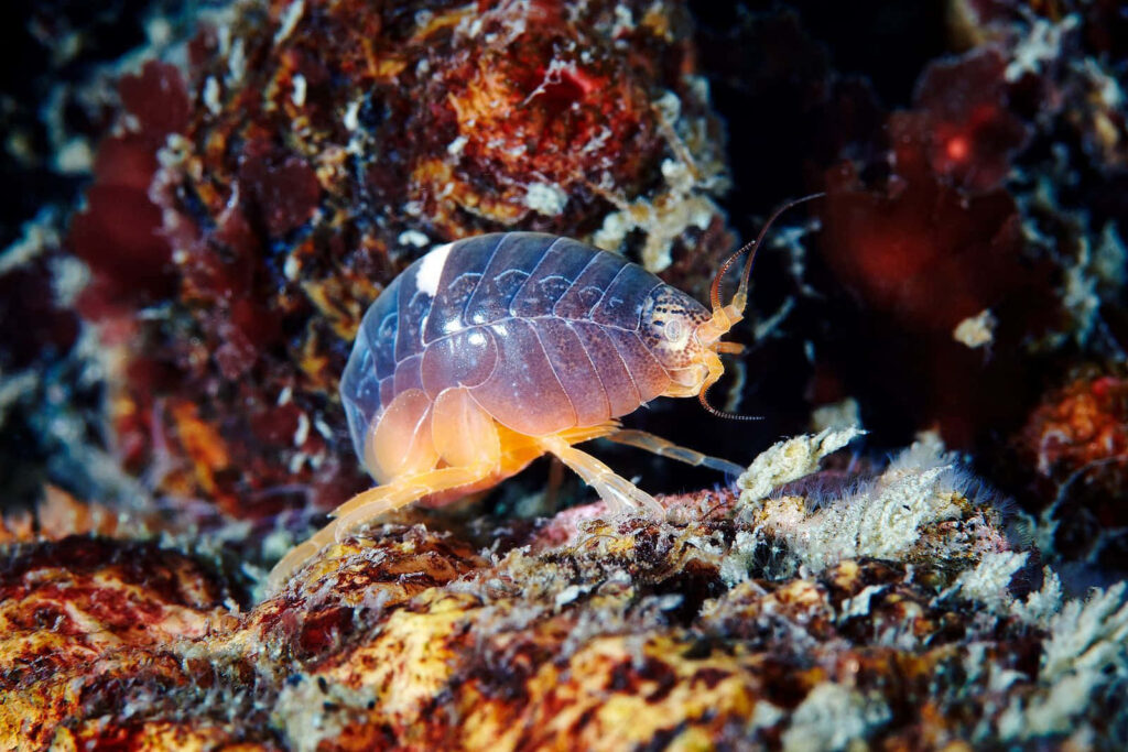 Close-up of translucent amphipod on colorful coral reef showing detailed marine textures wallpaper