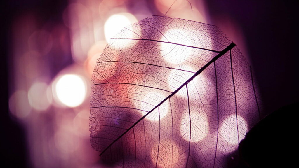 Glimpses of Autumn's Enchanting Forest: A Breathtaking HD Wallpaper with Bokeh Lights and Transparent Delights