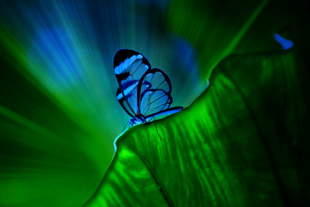 Dazzling Image of a Transparent Blue Butterfly Perched on a Leaf: Stunning Animal Photography Wallpaper