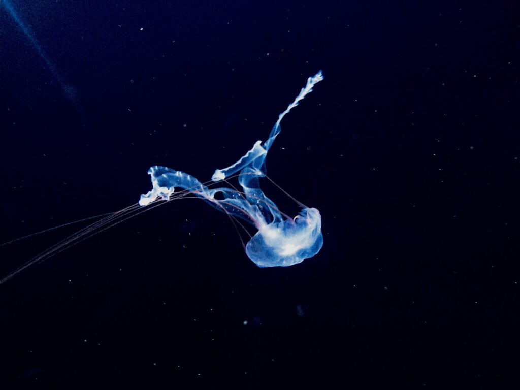 Translucent Jellyfish Wallpaper: Ethereal Deep Sea Glow Background