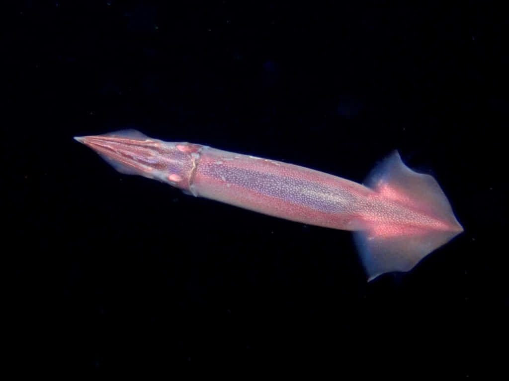 Translucent pink flying squid gliding in dark deep sea minimalist marine wallpaper background