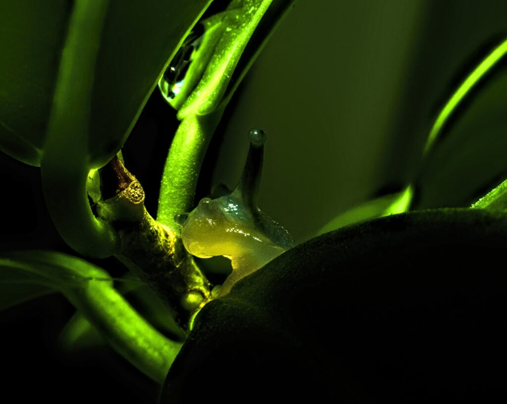Translucent Snail Macro Wallpaper: Lush Green Plant & Dewdrops
