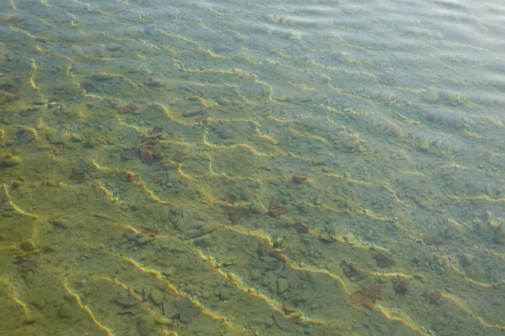 Clear water with golden sunlight patterns over pebbles and autumn leaves in a shallow stream wallpaper