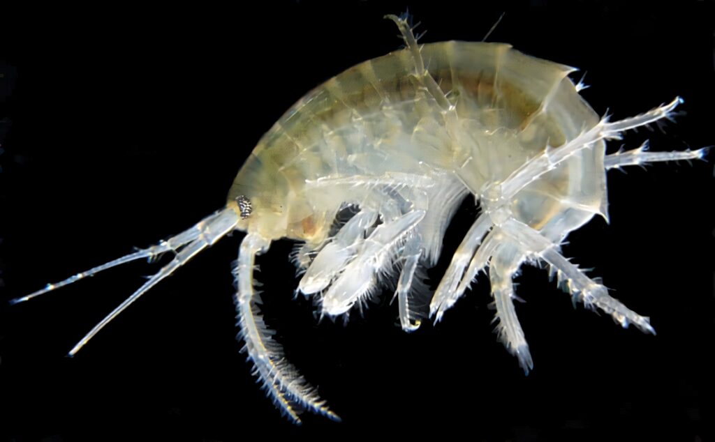 Transparent amphipod detailed close-up on black background showcasing delicate body structure Wallpaper