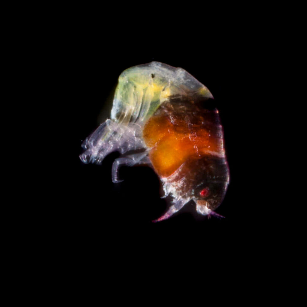 Transparent amphipod with vibrant colors and delicate structure on black background wallpaper