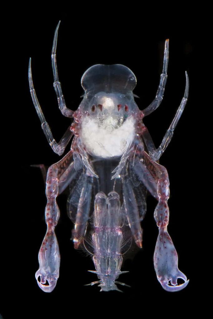 Transparent amphipod with delicate details on a black background aquatic creature wallpaper