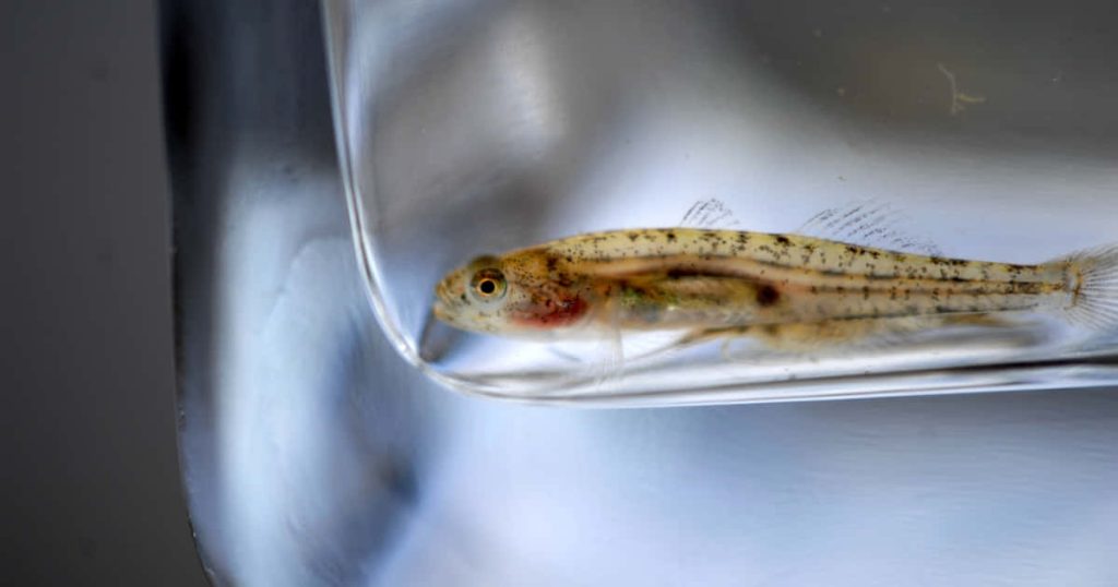 Transparent goby with speckled body in clear water-filled plastic bag macro wallpaper background