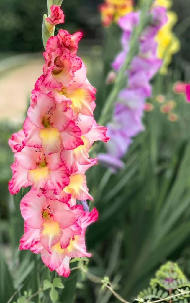 Macro shot of tri-colored Gladiolus flower with pink cream yellow petals in summer garden background Wallpaper