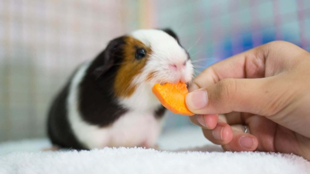 Close-up tri-color guinea pig eating carrot slice held by hand soft natural lighting cozy pet moment Wallpaper