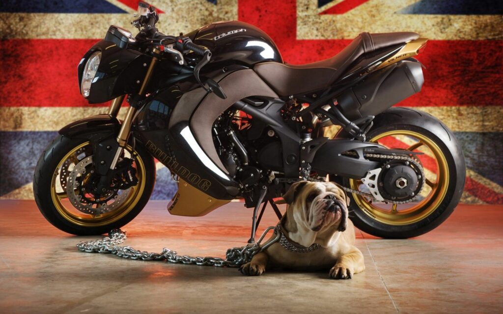 Patriotic Motorcycle and Bulldog Wallpaper with British Flag Background