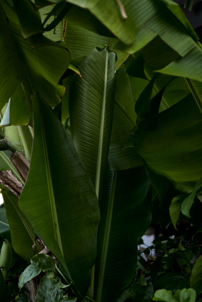 Lush vibrant green banana leaves wallpaper creating a tropical refreshing natural background