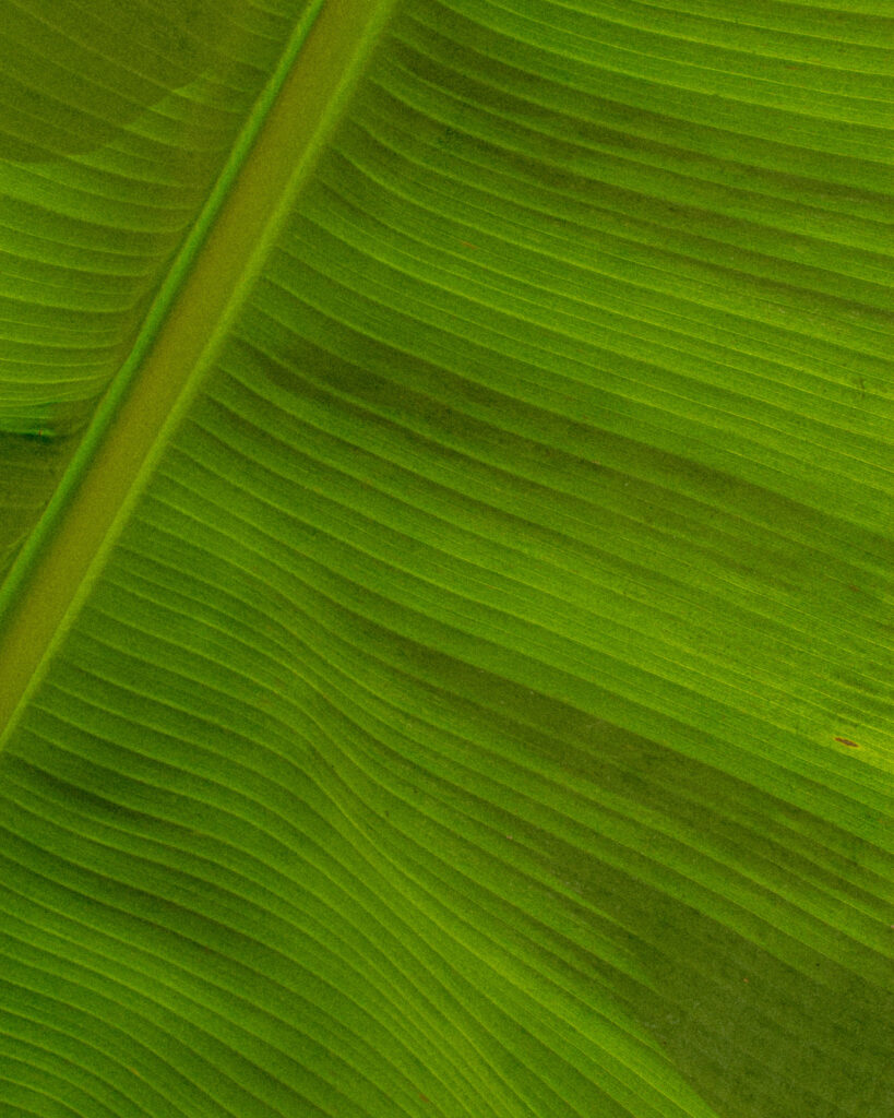 Close-up of vibrant green banana leaf texture with natural tropical patterns wallpaper background