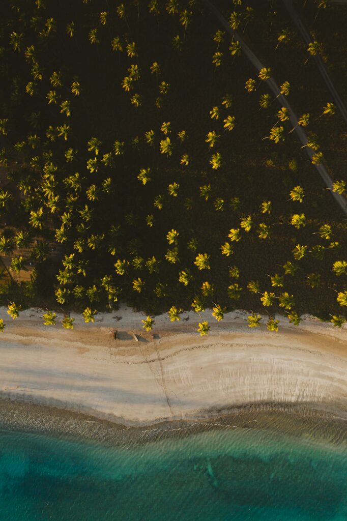 Aerial view of tropical beach with lush palms golden sand and clear turquoise waters wallpaper