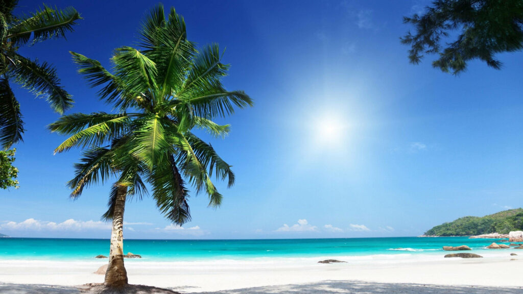 Tropical Beach Paradise Wallpaper: Lush Palm & Turquoise Waters