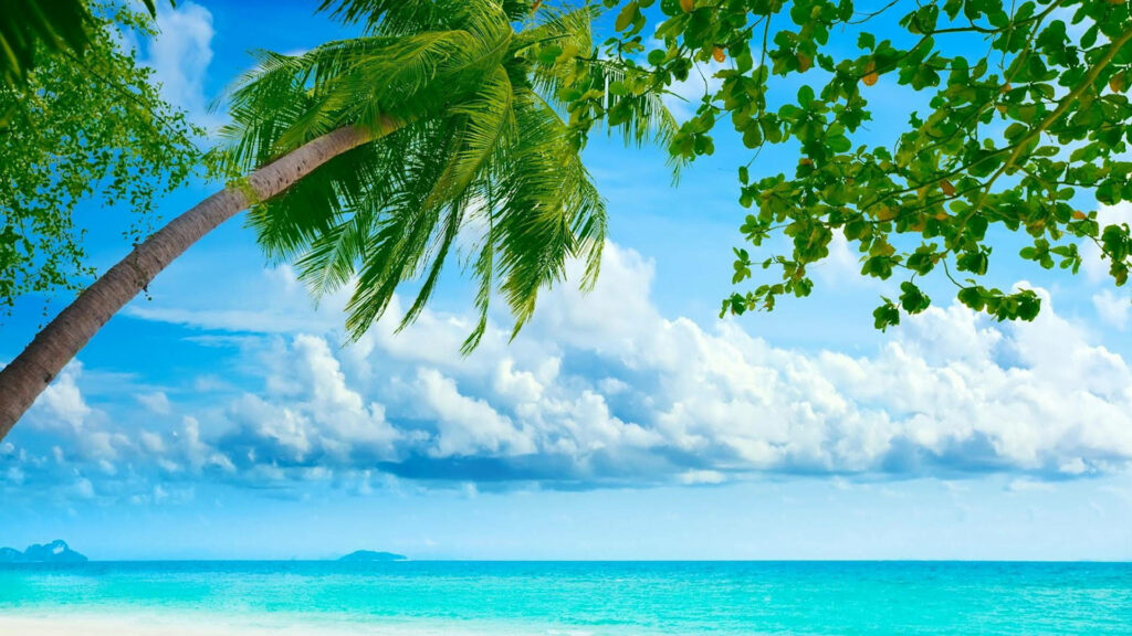 Tropical Beach Paradise: Lush Palms & Turquoise Waves Wallpaper