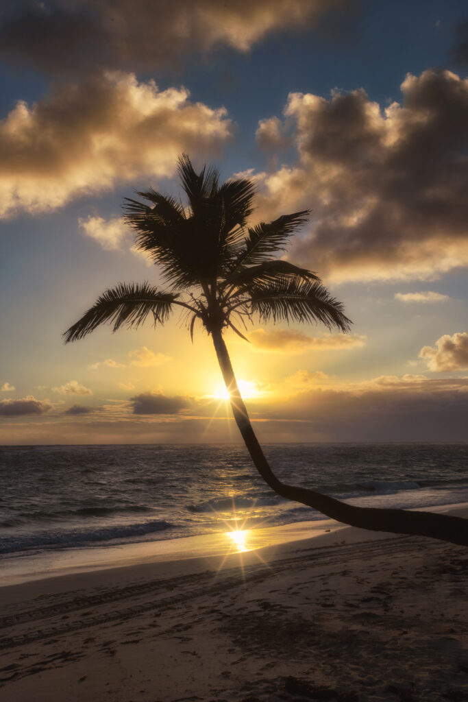 Palm tree silhouette at tropical beach sunset with golden waves and dramatic clouds wallpaper background
