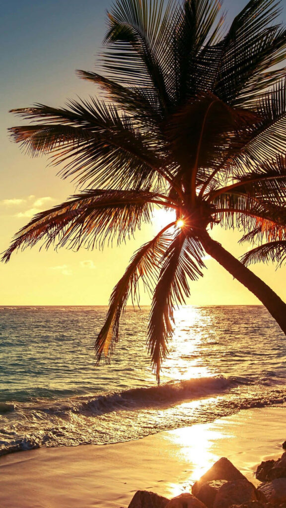 Tropical Beach Sunset Wallpaper: Serene Golden Hues & Palm Trees