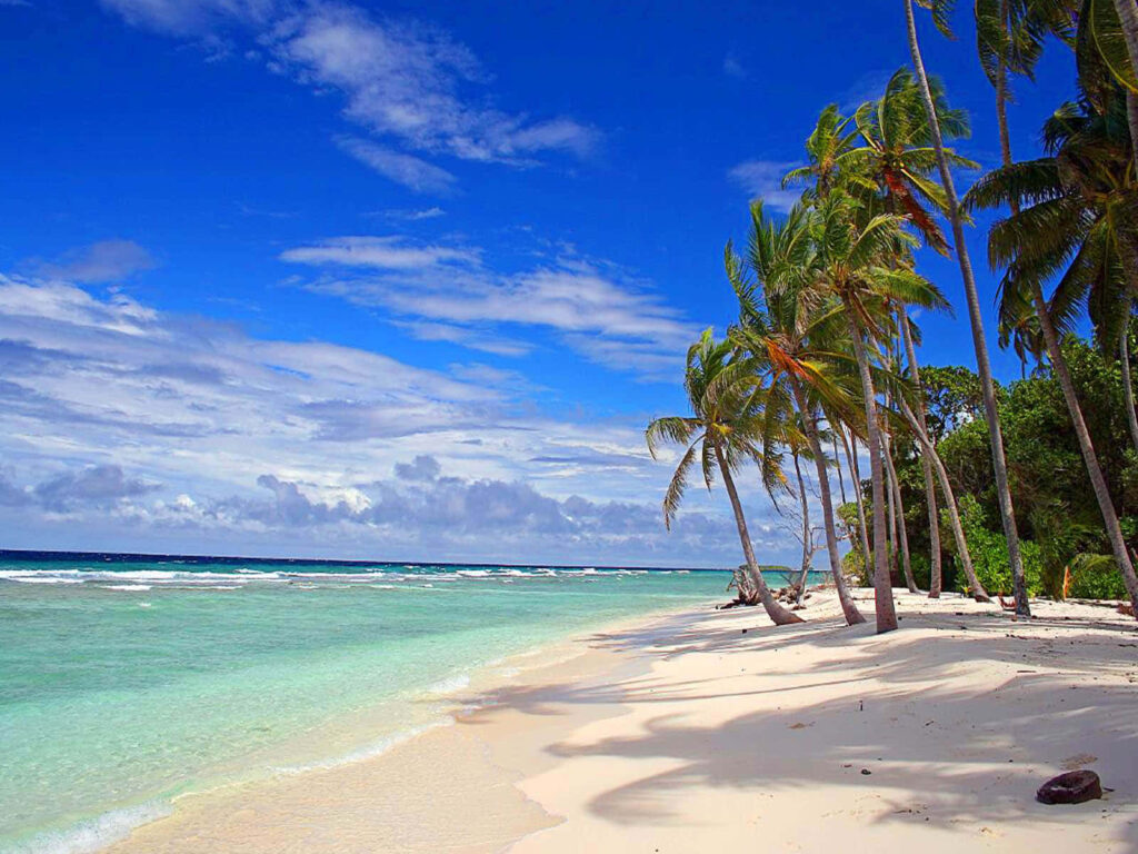 Serene Tropical Paradise: Coconut Palms & Turquoise Waters Wallpaper
