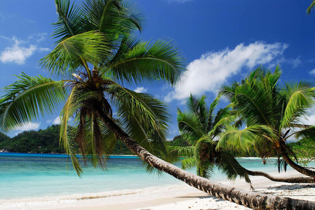 Stunning Tropical Beach: Turquoise Waters & Leaning Coconut Palms Wallpaper