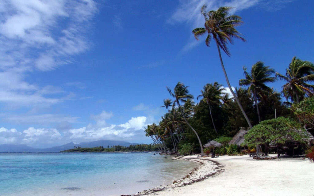 Tropical Beach Wallpaper: Crystal-Clear Waters & Palm Trees
