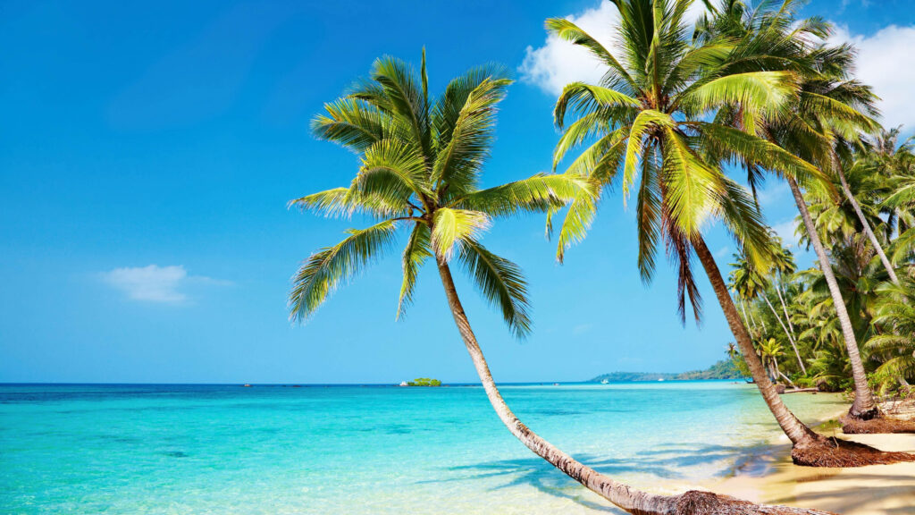 Tropical Beach Paradise Wallpaper: Lush Palm Trees & Turquoise Ocean