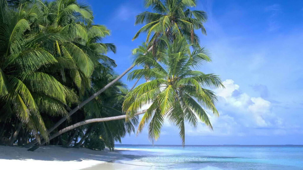 Tropical Maldives Beach Wallpaper: Lush Palms & Crystal Waters