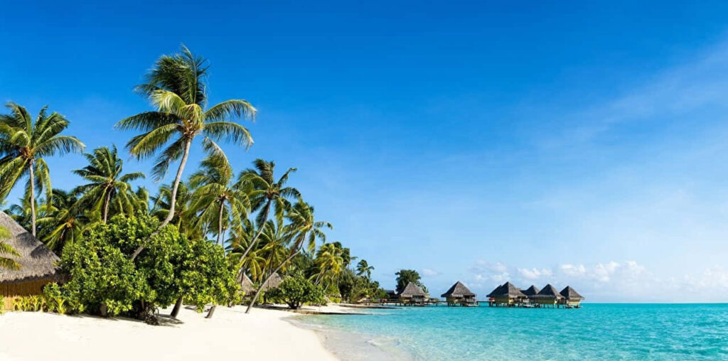 Tropical Beach Paradise Wallpaper: Palm Trees & Turquoise Waters