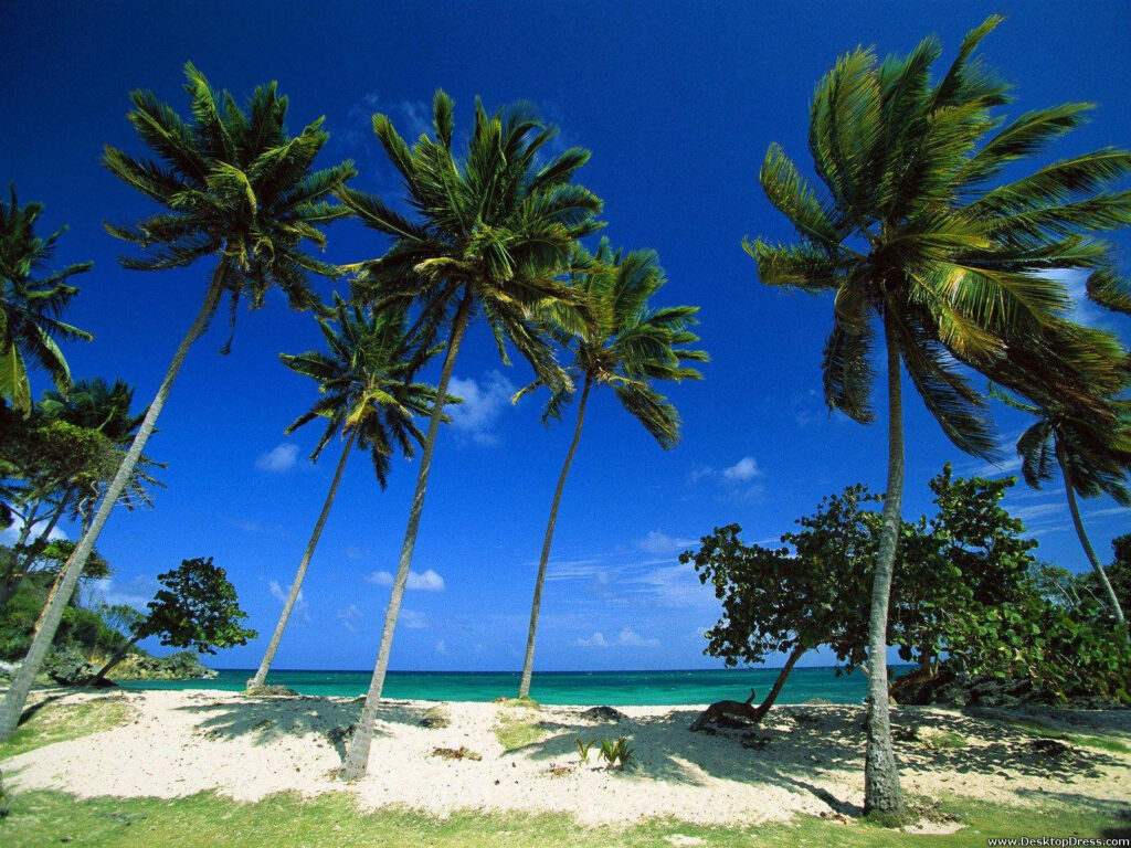 Tropical Beach Paradise: Palm Trees & Turquoise Ocean Under Blue Sky Wallpaper
