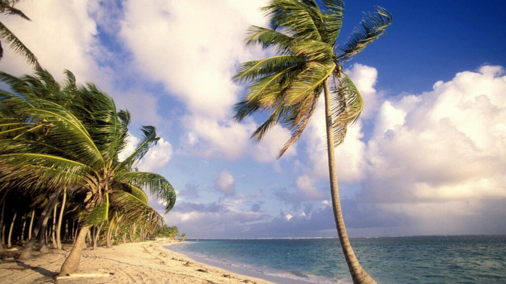 Serene Beach Wallpaper: Palm Trees & Turquoise Ocean Background
