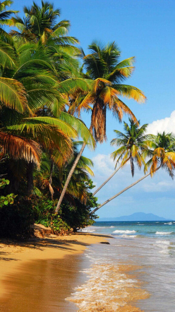 Tropical Beach Wallpaper: Swaying Palm Trees in 4K for iPhone