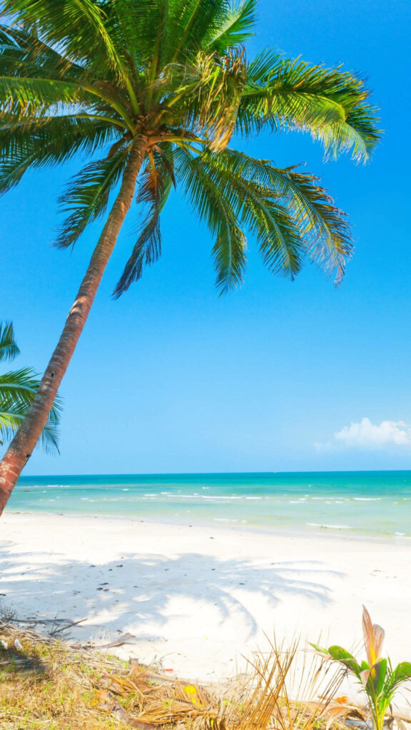Tropical Beach Wallpaper: Serene Palm Tree & Blue Sky Background