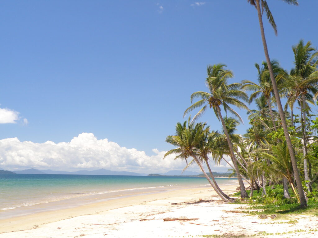 Tropical beach wallpaper with golden sand palm trees turquoise waves and clear blue sky view
